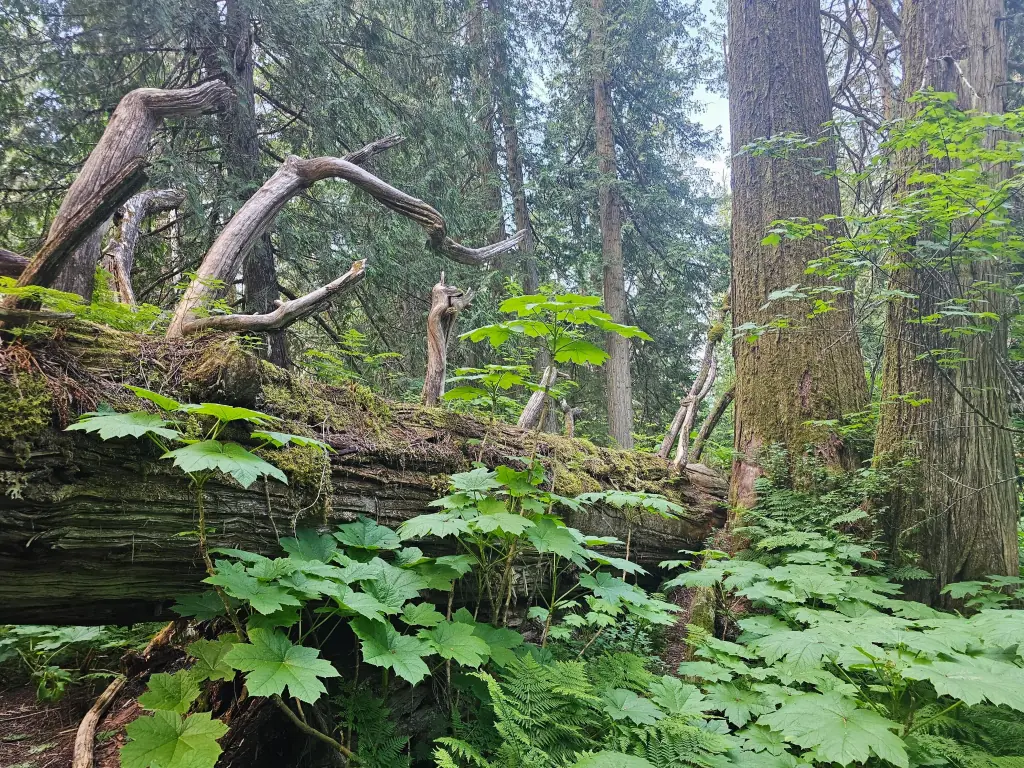 A fallen log covered in moss and surrounded by lush green plants and tall evergreen trees in a dense forest