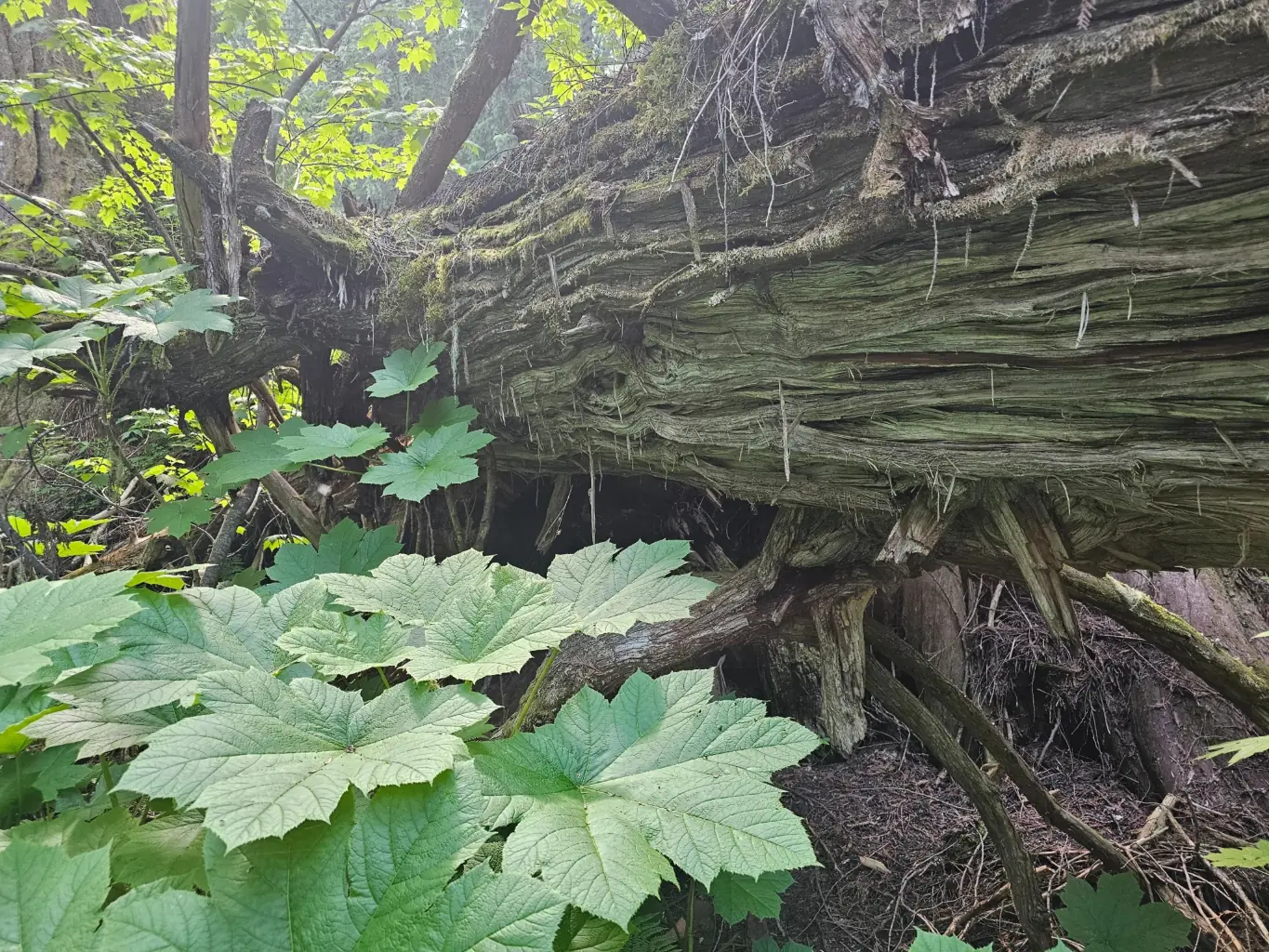 A moss-covered fallen log surrounded by lush green leaves and trees in a dense forest.